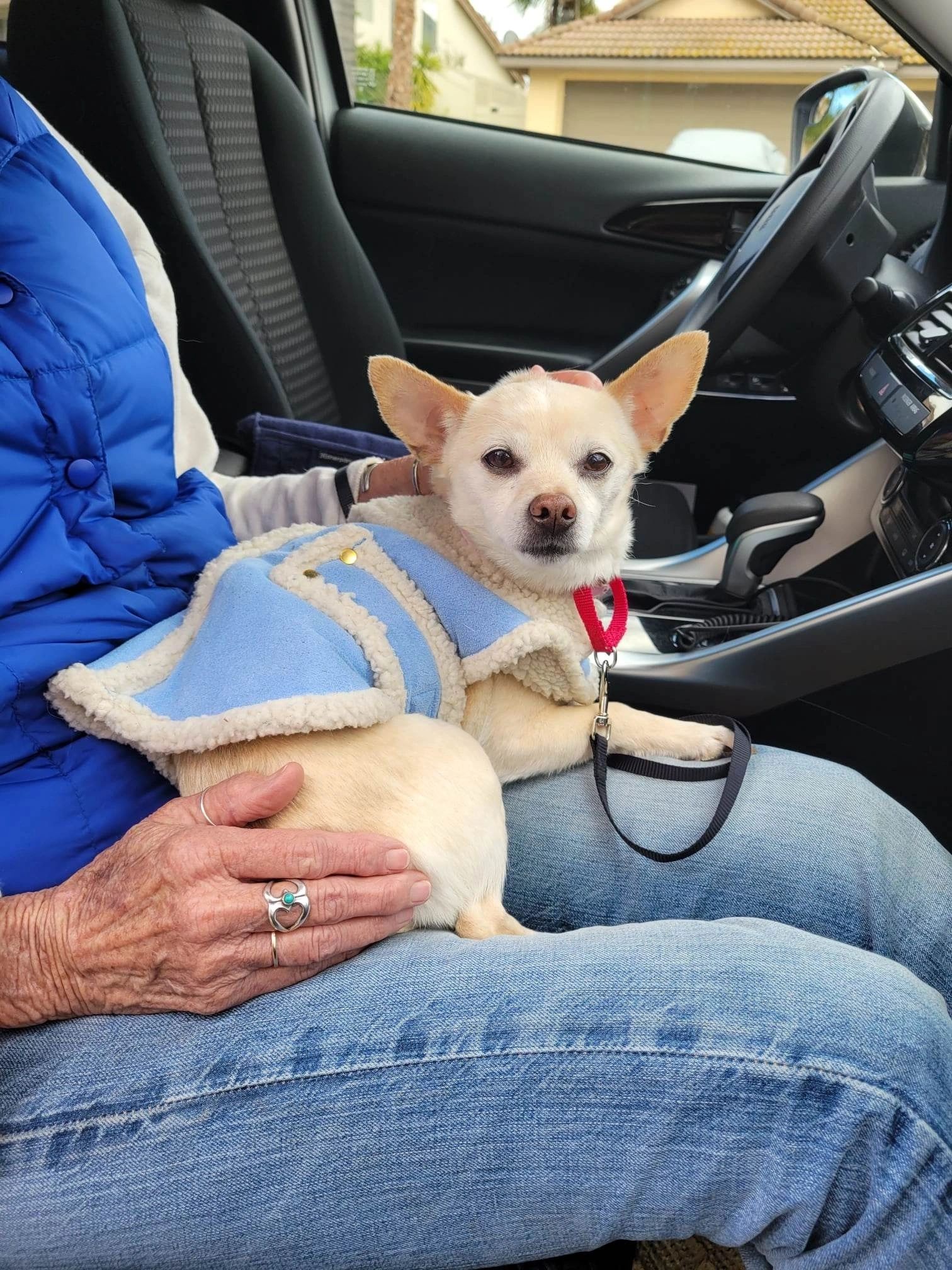 Foster dog from Piper's Path Rescue