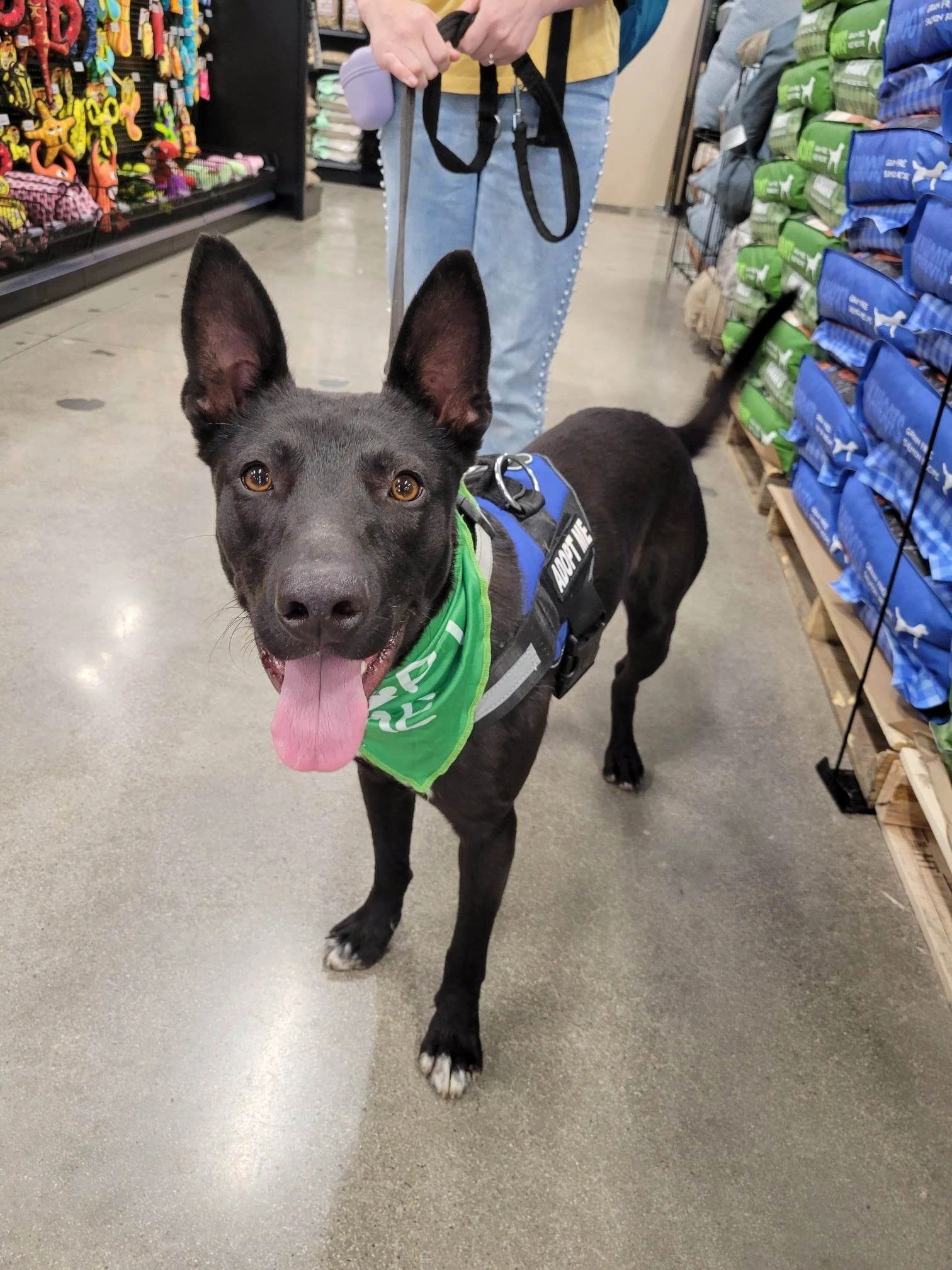 Foster dog being cared for