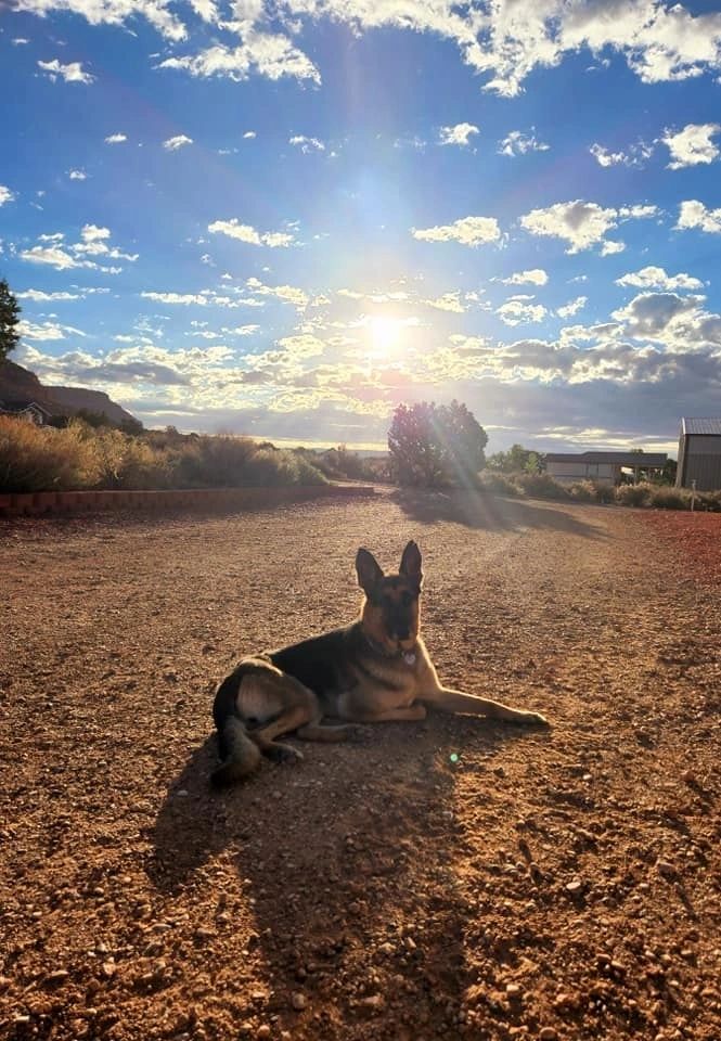 Rescue dog with family