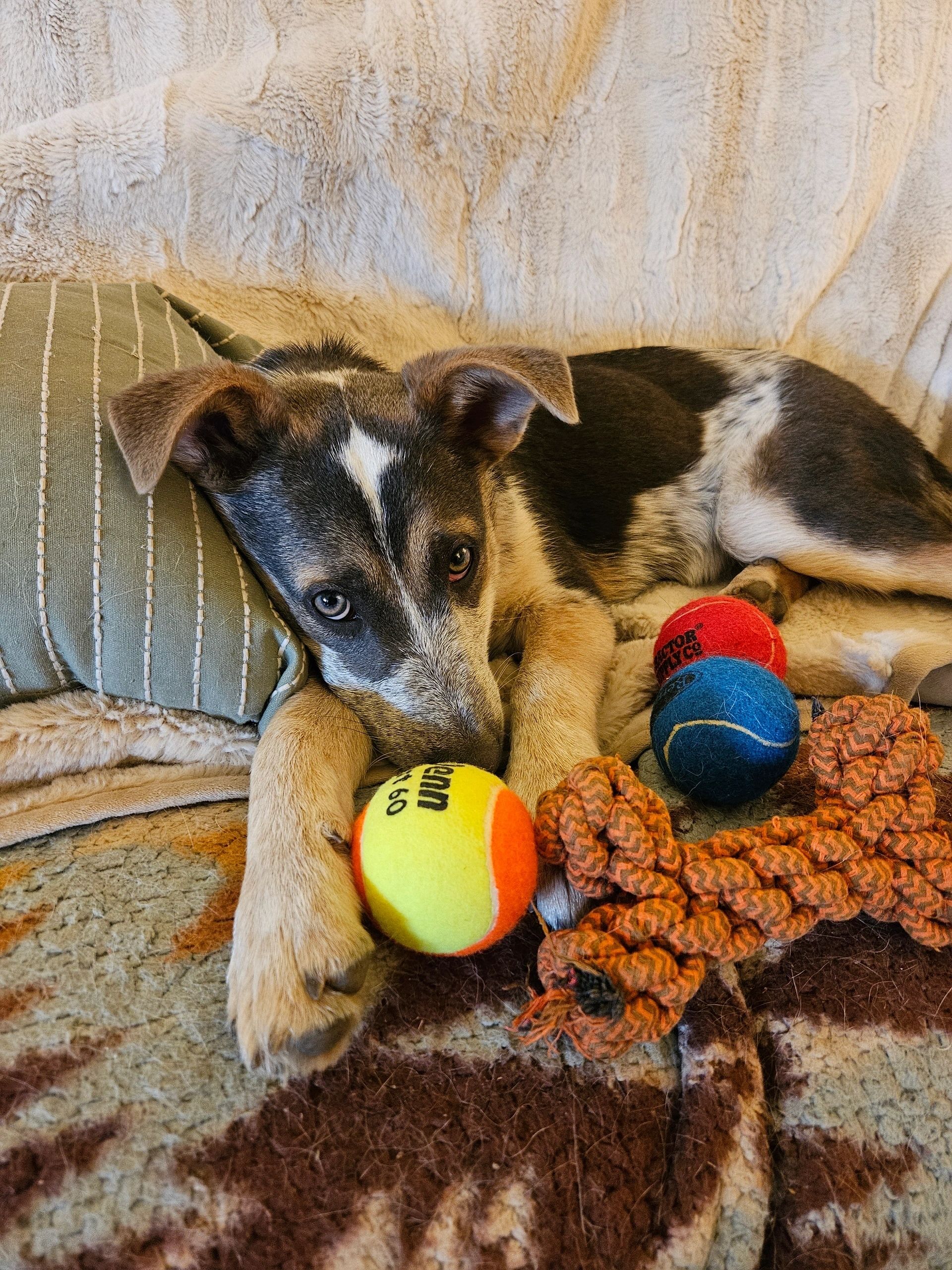 Maddison - Adoptable dog